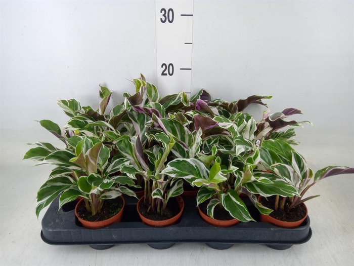 <h4>Calathea  'Fusion White'</h4>