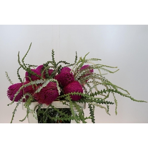 Banksia Speciosa Pink