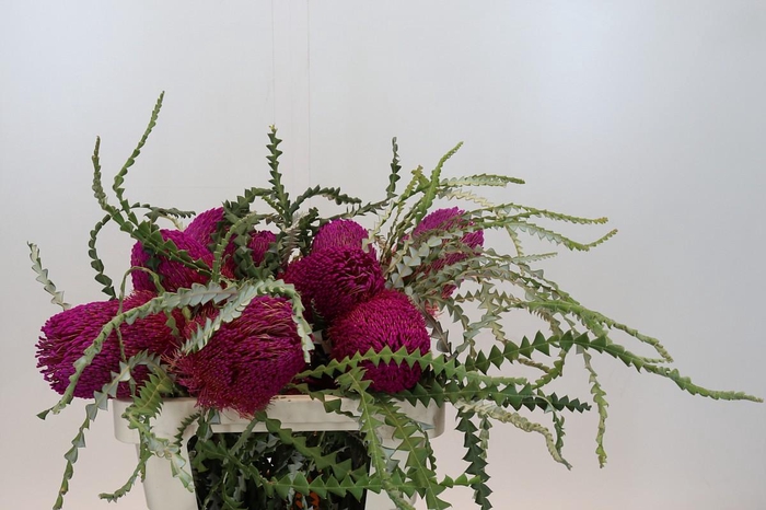 <h4>Banksia Speciosa Pink</h4>