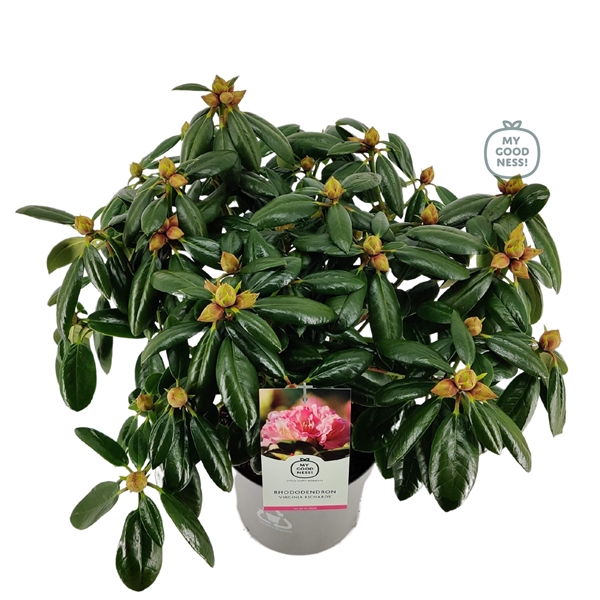 <h4>Rhododendron 40-50 /5 liter 'Virginia Richard'</h4>