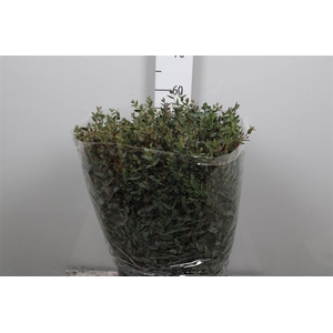 Euc Parvifolia Per Bunch 150gr Extra