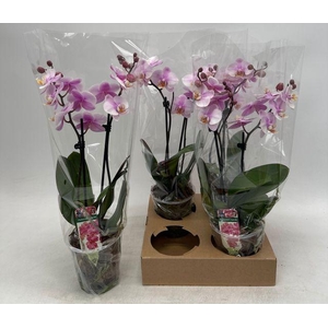 !! PROMO !! PHAL SOFT ROSA 2 TAK