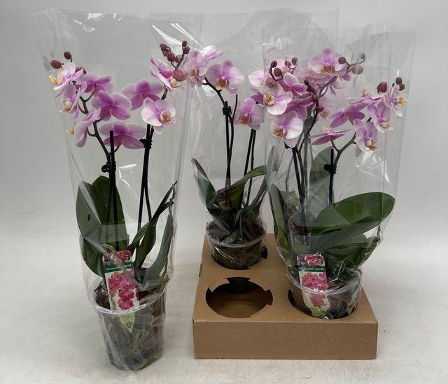 <h4>!! PROMO !! PHAL SOFT ROSA 2 TAK</h4>