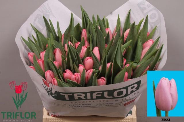 <h4>TU EN SISSI</h4>