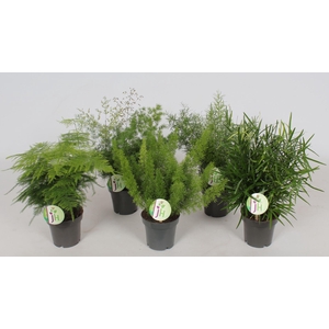 Asparagus gemengd