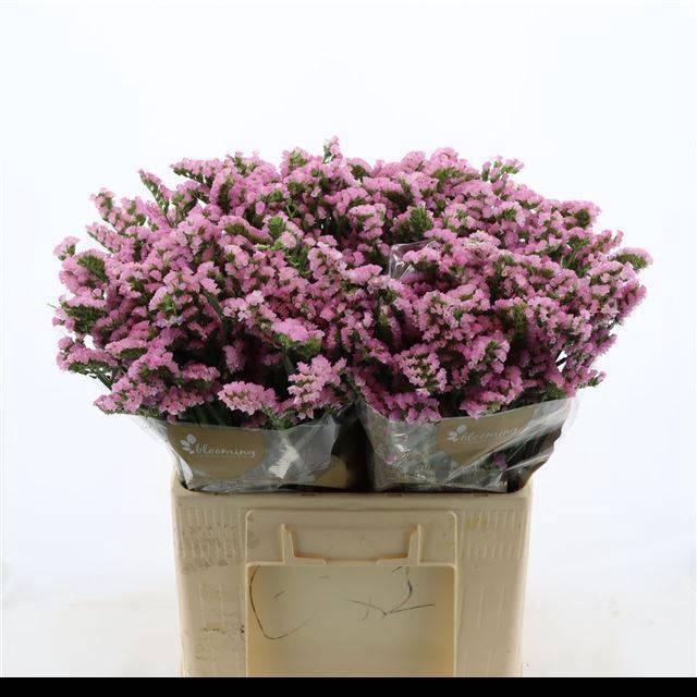 <h4>LIM S PRETTY WINGS</h4>