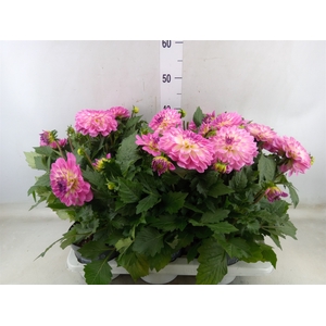 Dahlia DE 'Labella Magg Rose Bicol'