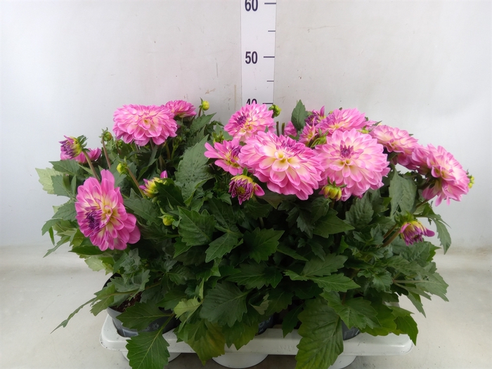 <h4>Dahlia DE 'Labella Magg Rose Bicol'</h4>