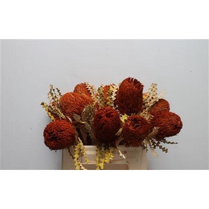 Banksia Speciosa Dried Orange