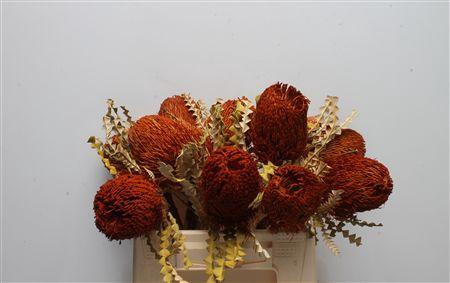 <h4>Banksia Speciosa Dried Orange</h4>