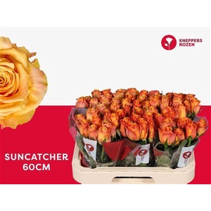 R Gr Suncatcher