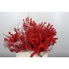 Ilex Rood