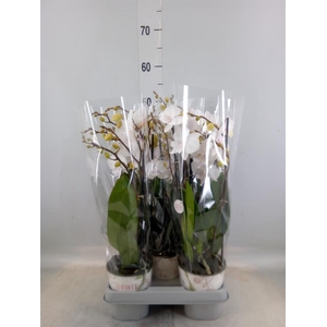 Phalaenopsis  'Manta Similan'