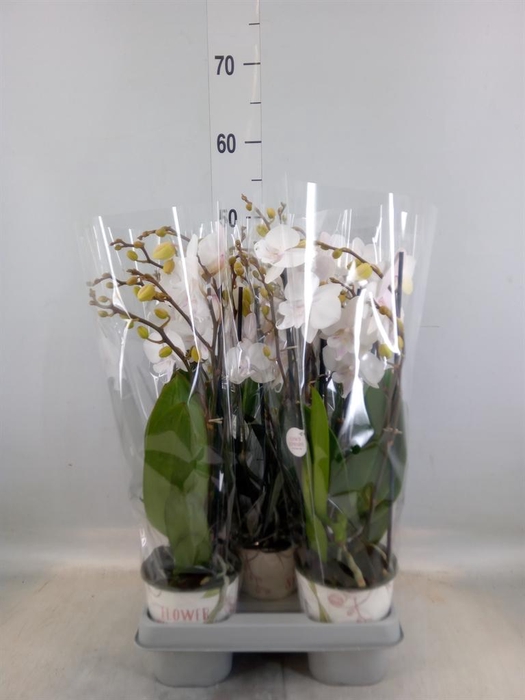 <h4>Phalaenopsis  'Manta Similan'</h4>