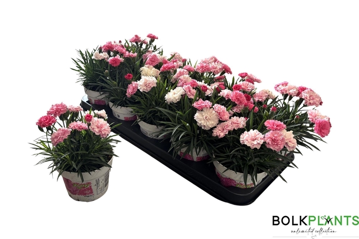 <h4>DIAN I LOVE U</h4>