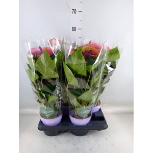 Anthurium andr. 'Cavalli'