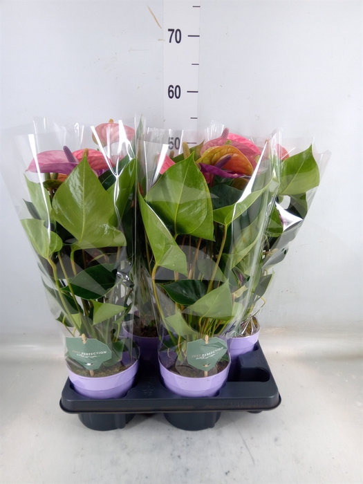 <h4>Anthurium andr. 'Cavalli'</h4>