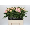 Paeonia Pink Giant