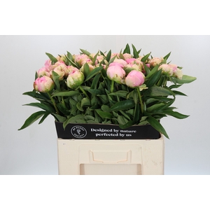 Paeonia Pink Giant