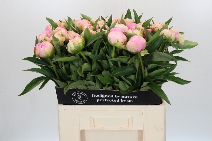 Paeonia Pink Giant