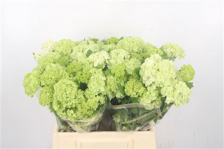 <h4>Viburnum Roseum St 2+</h4>