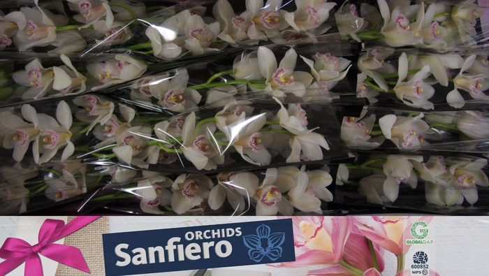 <h4>CYMB T SILVER</h4>