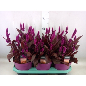 Celosia arg. SP 'Mystic Shades'