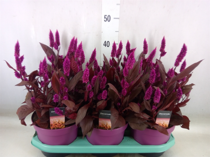 <h4>Celosia arg. SP 'Mystic Shades'</h4>