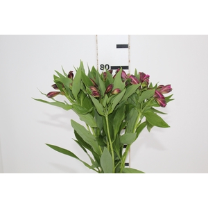 ALSTROEMERIA NAPOLI 080 CM