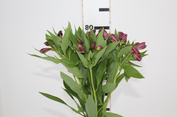 <h4>ALSTROEMERIA NAPOLI 080 CM</h4>