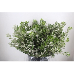 Pittosp Ralphi Leaves 400gr P Bunch