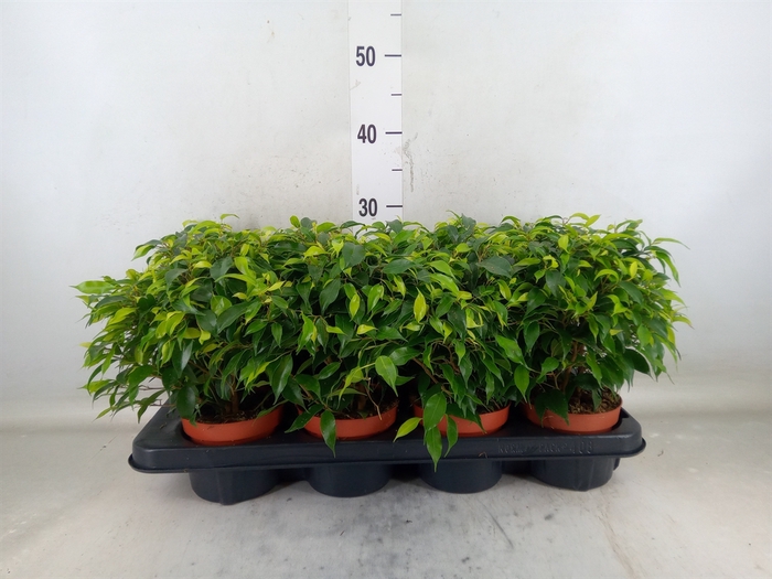 <h4>Ficus benja. 'Green Kinky'</h4>