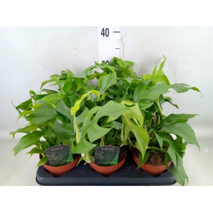Rhaphidophora tetrasperma