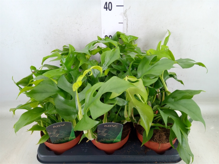 <h4>Rhaphidophora tetrasperma</h4>