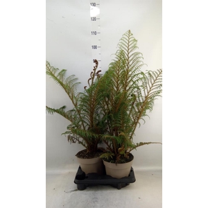 Cyathea tomentosissima