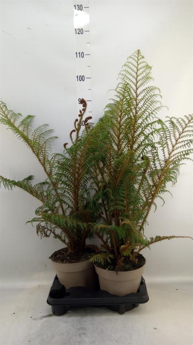 <h4>Cyathea tomentosissima</h4>