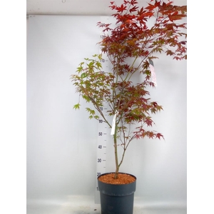 Acer palmatum 'Atropurpureum'