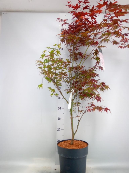<h4>Acer palmatum 'Atropurpureum'</h4>