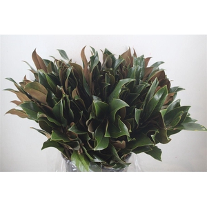 Magnolia 400gr P Bunch