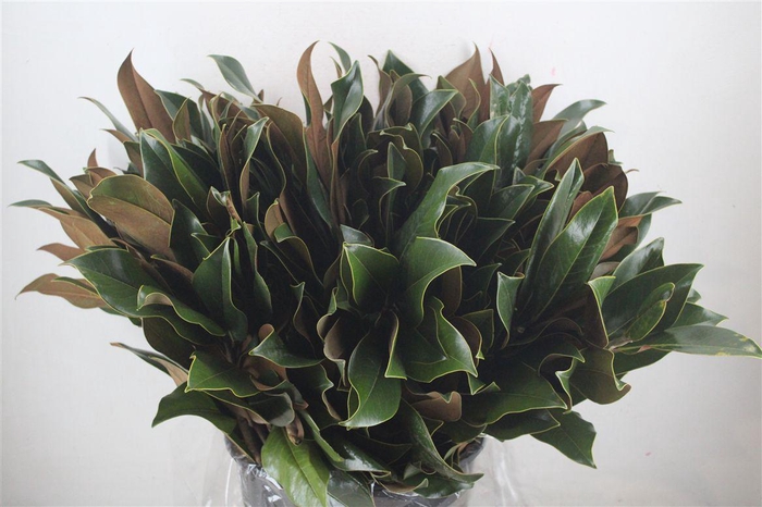 <h4>Magnolia 400gr P Bunch</h4>