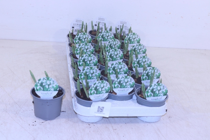 arr8 Galanthus Hippolyta