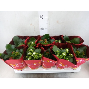 Kalanchoe blos.   ..mix 2