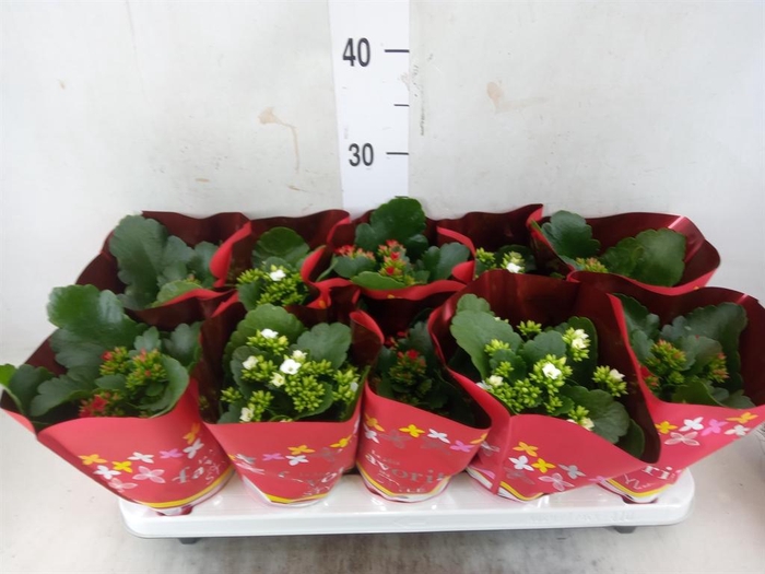 <h4>Kalanchoe blos.   ..mix 2</h4>