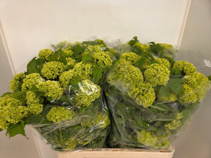 <h4>VIBURNUM ROSEUM ST</h4>