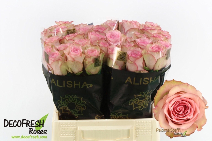 <h4>R Gr Paloma Steffi</h4>