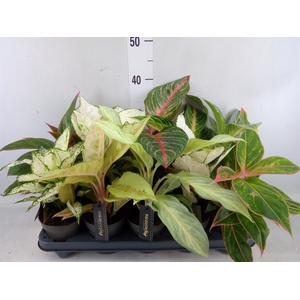 Aglaonema   ...