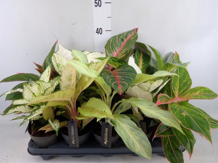 <h4>Aglaonema   ...</h4>