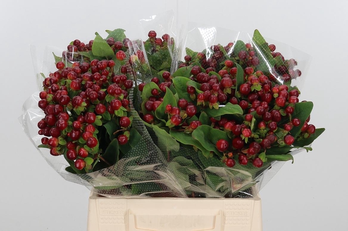 <h4>Hyp Mag Cherry</h4>