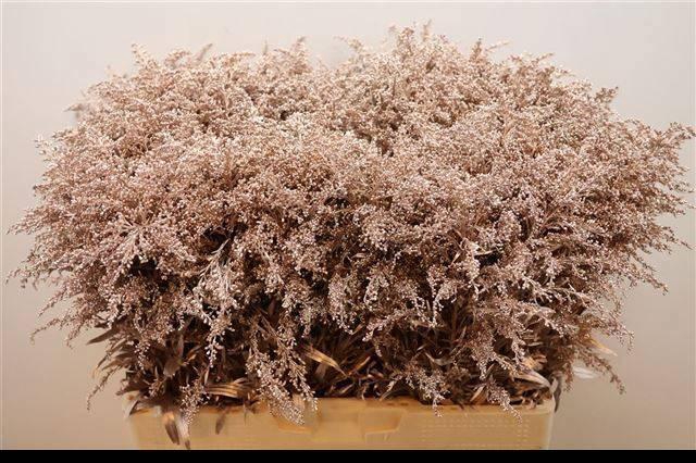 <h4>SOLI OV KLB H%</h4>