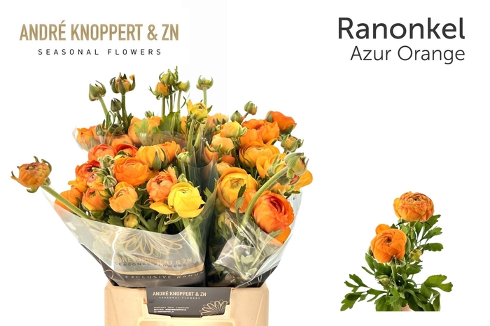 <h4>RAN AAZUR ORANGE</h4>